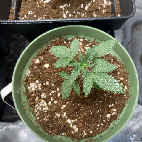 GMO growlog photo: Sobald die Erde wieder trocken ist kommt sie erstmal in einen vernünftigen Topf 