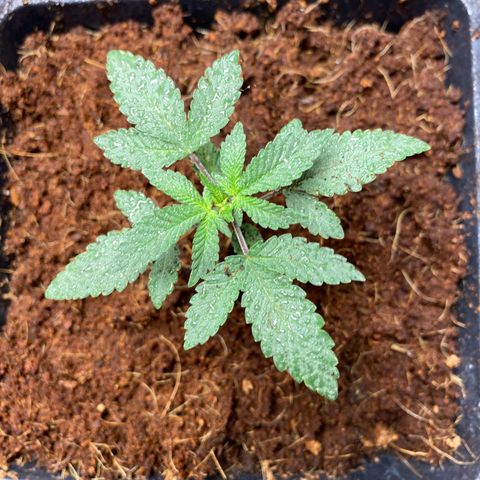 GMO growlog timeline photo