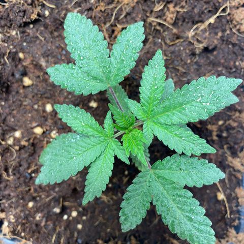 GMO growlog timeline photo