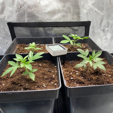 GMO growlog timeline photo