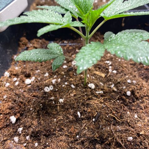 GMO growlog timeline photo