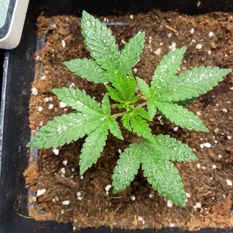 GMO growlog timeline photo