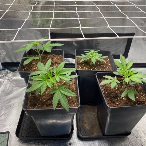 GMO growlog timeline photo