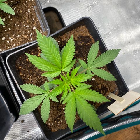 GMO growlog timeline photo
