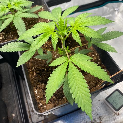 GMO growlog timeline photo