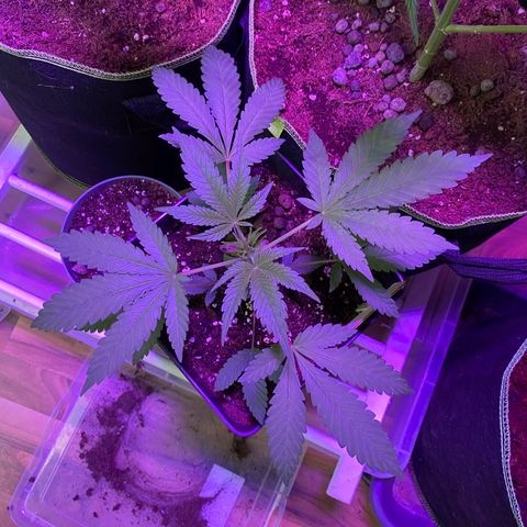 GMO growlog timeline photo