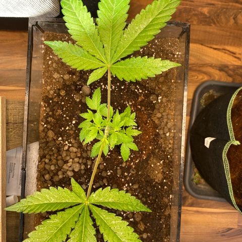 GMO growlog timeline photo