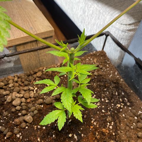 GMO growlog timeline photo