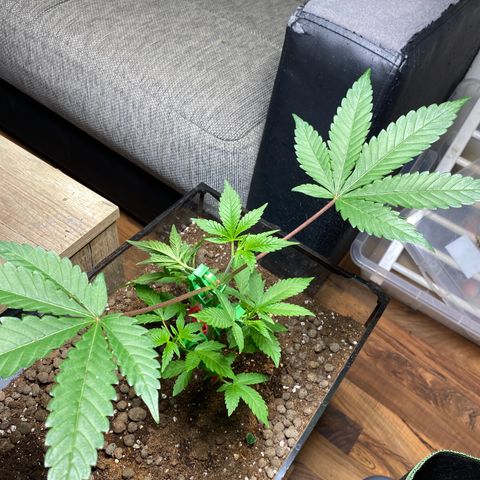 GMO growlog timeline photo
