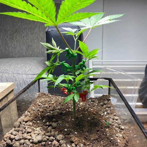 GMO growlog timeline photo
