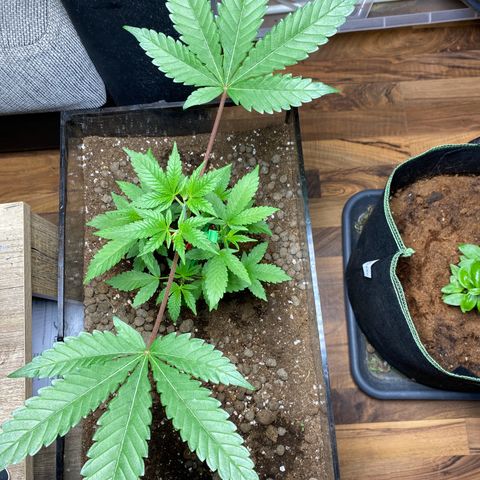 GMO growlog timeline photo