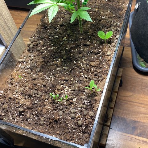 GMO growlog timeline photo