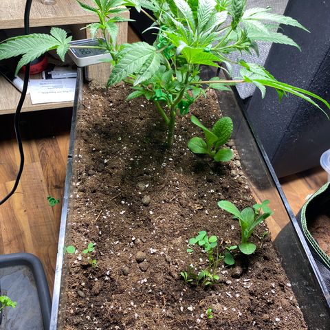 GMO growlog timeline photo