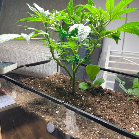 GMO growlog timeline photo