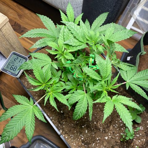 GMO growlog timeline photo