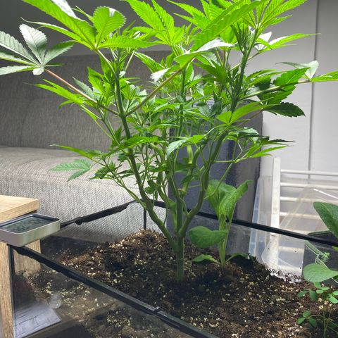 GMO growlog timeline photo