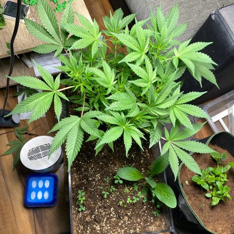 GMO growlog timeline photo