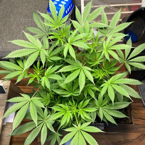 GMO growlog timeline photo