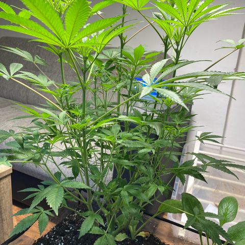 GMO growlog timeline photo