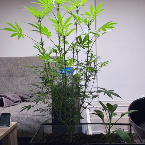 GMO growlog timeline photo