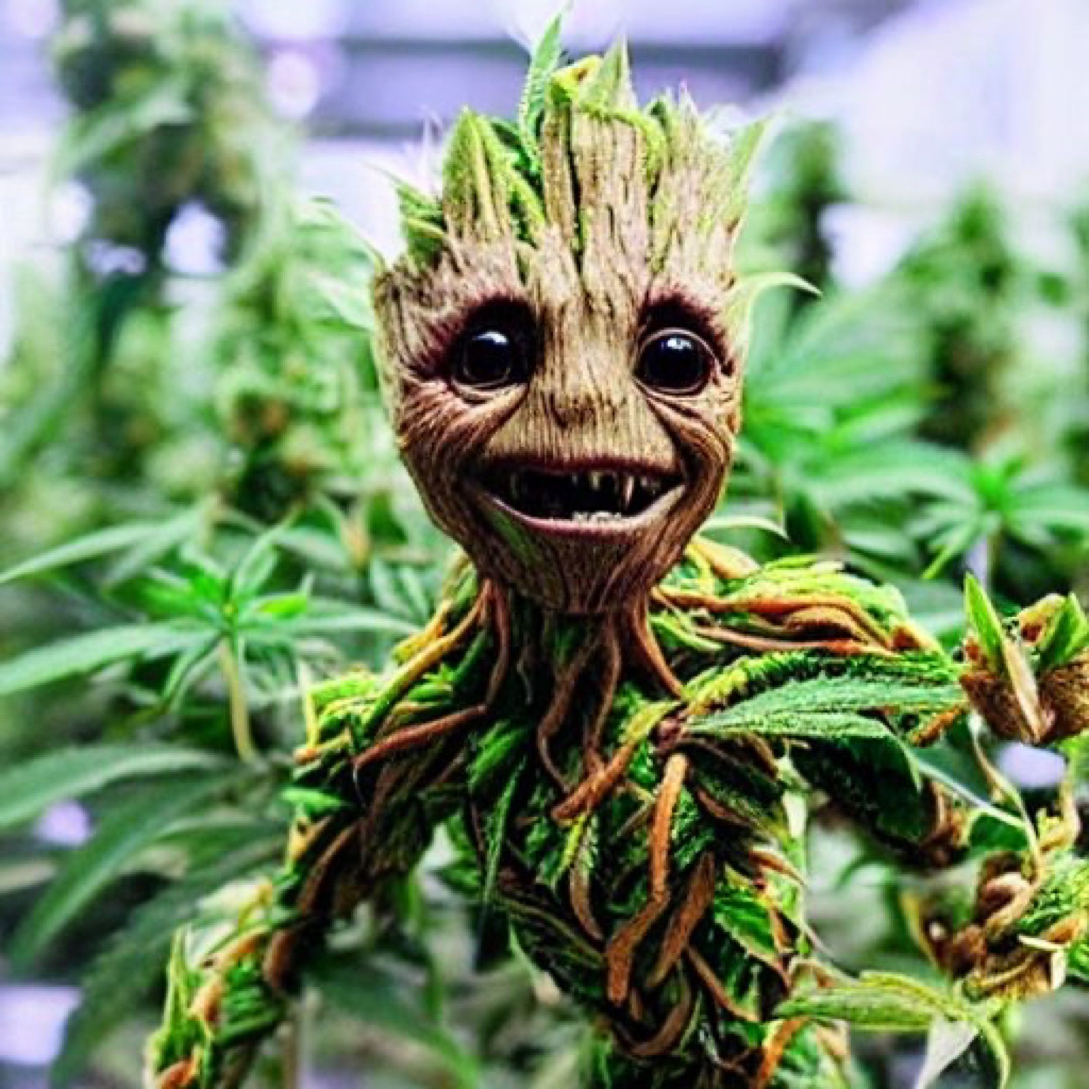 Sour Diesel Auto growlog header