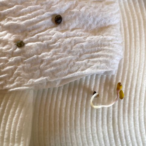 BGA1 growlog photo: Whoops! Time to plant this “seed”