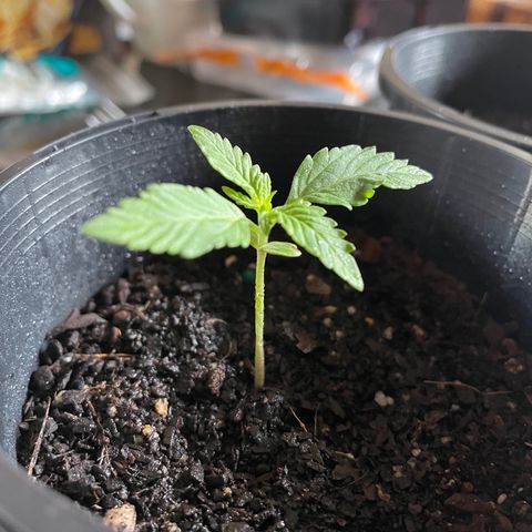 BGA1 growlog photo: One of the first leaves is slightly sun damaged (I think), but growth seems okay 