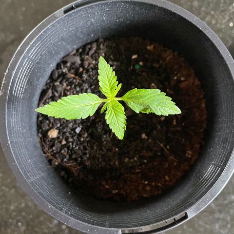 BGA1 growlog photo: One of the first leaves is slightly sun damaged (I think), but growth seems okay 
