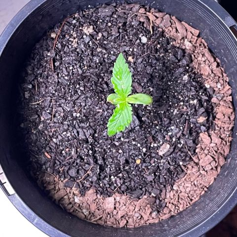BGA1 growlog timeline photo