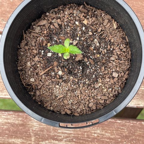 BGA1 growlog timeline photo