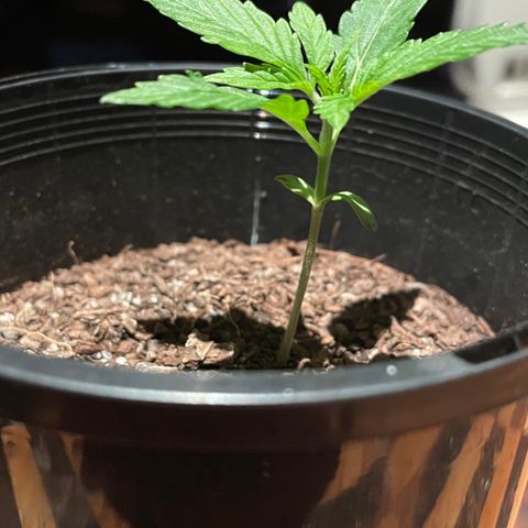 BGA1 growlog timeline photo