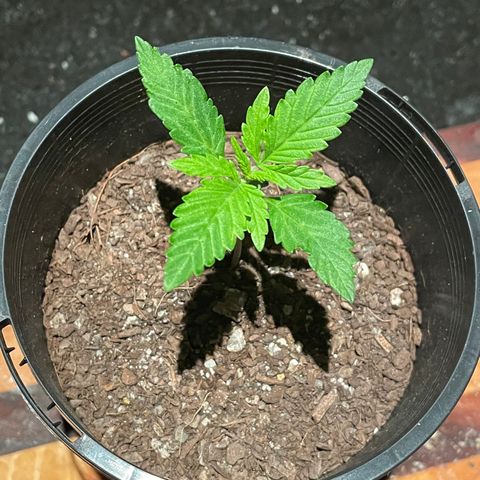 BGA1 growlog timeline photo