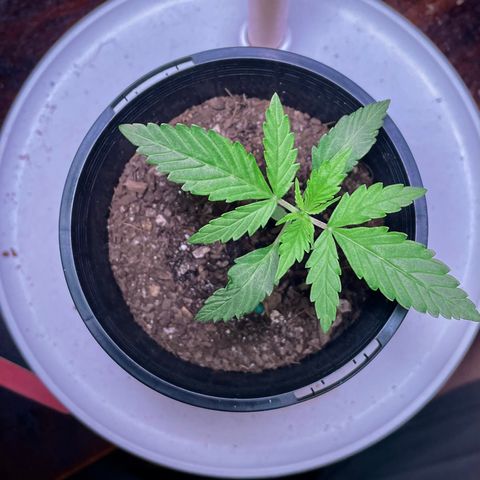 BGA1 growlog timeline photo