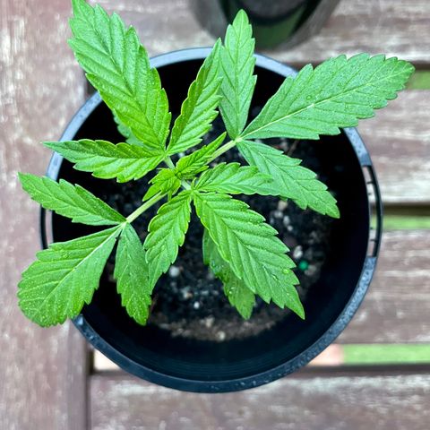 BGA1 growlog timeline photo