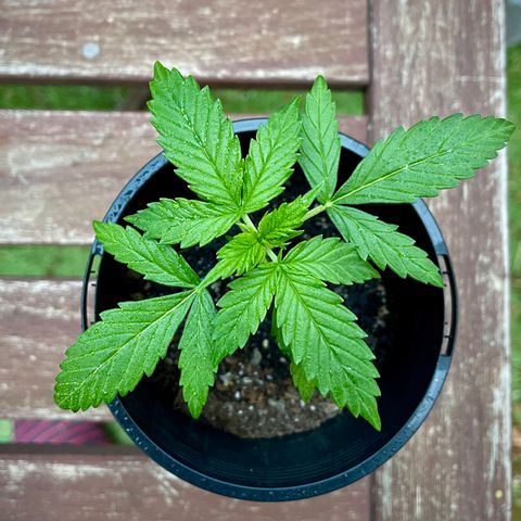 BGA1 growlog timeline photo