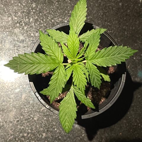 BGA1 growlog timeline photo
