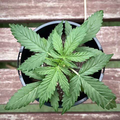 BGA1 growlog timeline photo