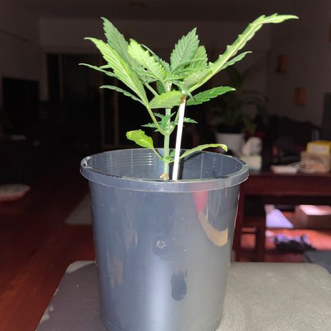 BGA1 growlog timeline photo
