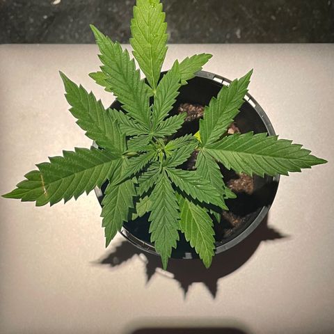 BGA1 growlog timeline photo