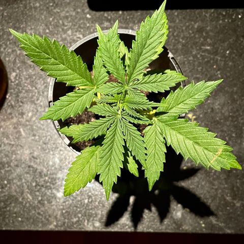 BGA1 growlog timeline photo