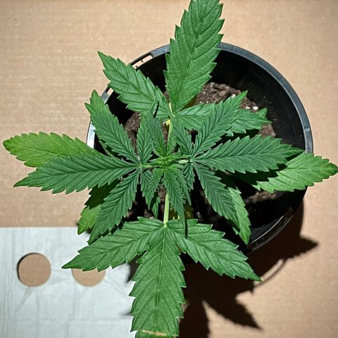 BGA1 growlog photo: Ready to top