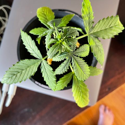 BGA1 growlog photo: Wtf have I done to these poor babies. Overwatering? Lack of nitrogen?
