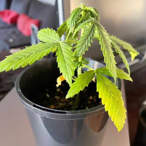 BGA1 growlog photo: Wtf have I done to these poor babies. Overwatering? Lack of nitrogen?