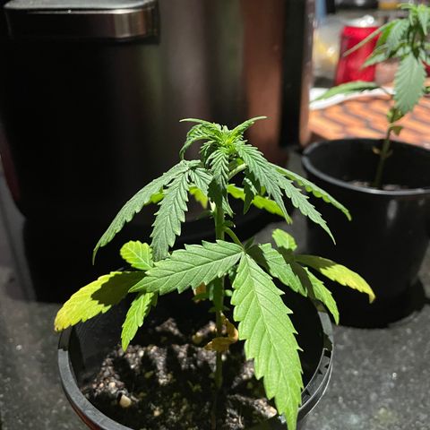 BGA1 growlog timeline photo