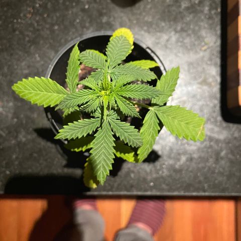 BGA1 growlog timeline photo