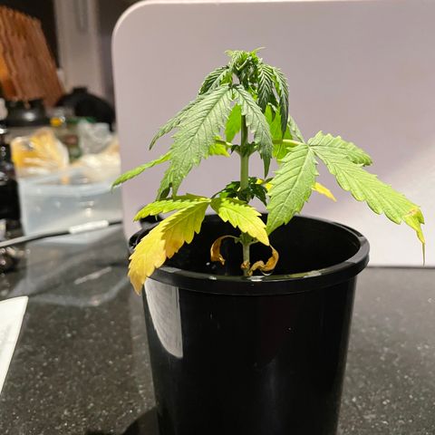 BGA1 growlog timeline photo