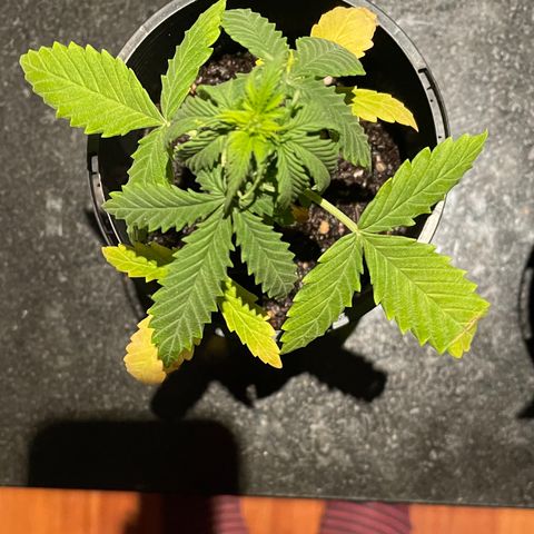 BGA1 growlog timeline photo