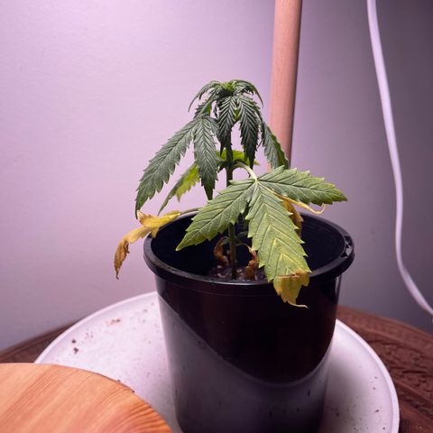 BGA1 growlog timeline photo