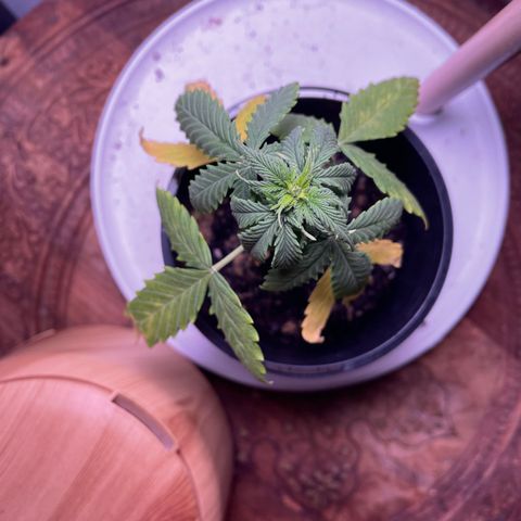 BGA1 growlog timeline photo