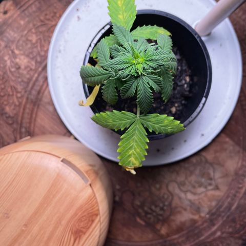 BGA1 growlog timeline photo